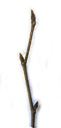 wych elm (ulmus glabra), buds (leaves!) oblong, pointy, egg-shaped. 2009-01-26, Pentax W60. keywords: ulmus scabra, orme commun, olmo montano, scotch